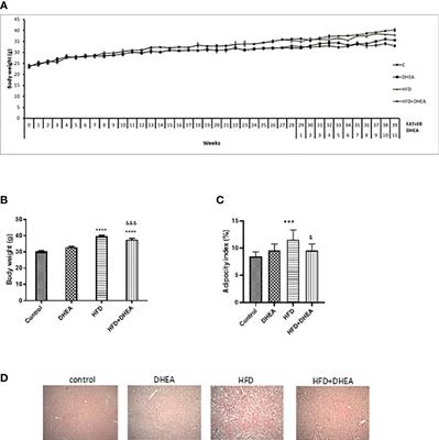 Structural homology between 11 beta-hydroxysteroid dehydrogenase and Mycobacterium tuberculosis Inh-A enzyme: Dehydroepiandrosterone as a potential co-adjuvant treatment in diabetes-tuberculosis comorbidity